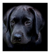 Black Labrador