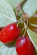 corniolo
