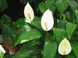 White anthuriums White anthuriums
