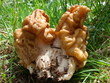 Gyromitra gigas mushroom Gyromitra gigas mushroom