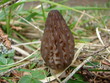 Morel mushroom Morel mushroom