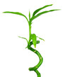 bamboo