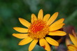 arnica montana arnica montana
