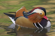Mandarin Duck