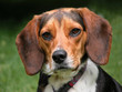Beagle Hound