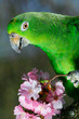 Green amazon parrot with a branch of cherry blossom
