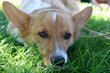 Welsh Corgi