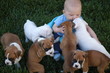 puppy baby 21