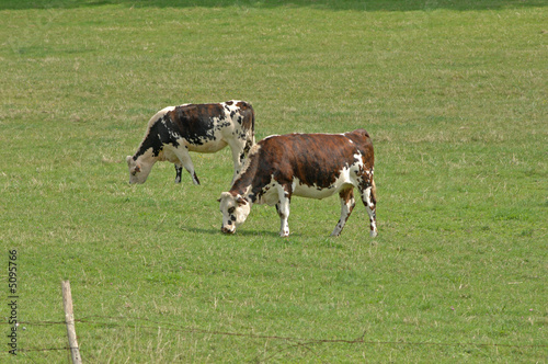 vache vache