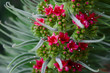 rosa Blüten 2
