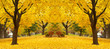 yellow maple leaves landscapes