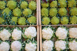 choux