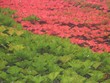bunte wand