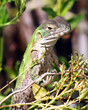A Spiny-Tailed Iguana