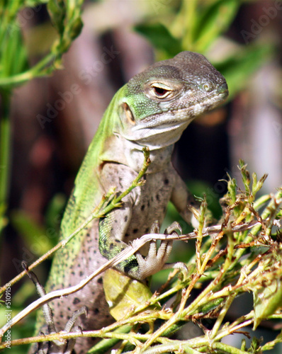 A Spiny-Tailed Iguana