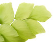 feuille capillaire