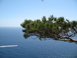 Mittelmeer an der Cote de Azur mit Pinie