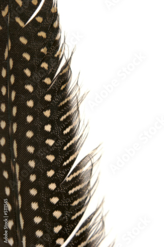 Foto: pluma de gallina de guinea pluma de gallina de guinea