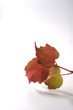 nature morte