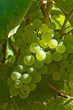 grappe de raisin blanc