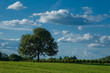 arbre solitaire