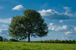 arbre solitaire