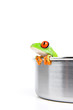 red-eyed tree frog in cooking pot