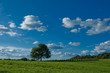 arbre solitaire