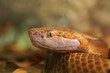 Copperhead
