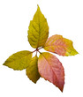 feuillage d'automne
