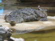 crocodile