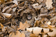 Little curious mouse peeping out of its hole scrutinizing
