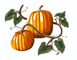 Two Pumpkins