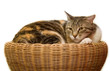 cat on wicker