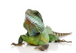 Indian Water Dragon - Physignathus cocincinus