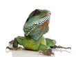 Indian Water Dragon - Physignathus cocincinus