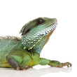 Indian Water Dragon - Physignathus cocincinus