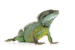 Indian Water Dragon - Physignathus cocincinus