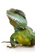 Indian Water Dragon - Physignathus cocincinus