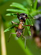 ant 