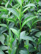 Tea Leaves