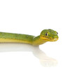 Emerald Tree Boa - Corallus caninus Emerald Tree Boa - Corallus caninus
