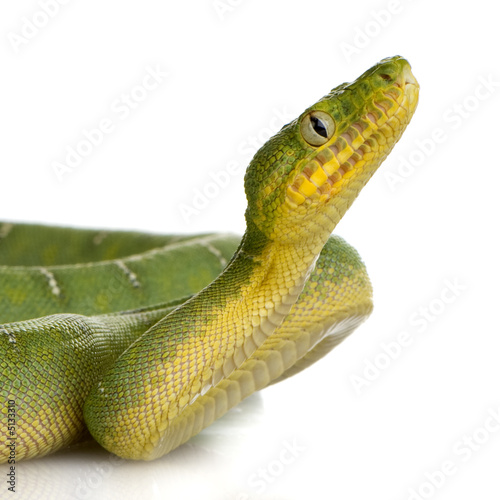 Foto: Emerald Tree Boa - Corallus caninus Emerald Tree Boa - Corallus caninus