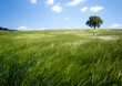 beautiful landscape