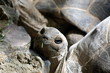 Tortue Tortue
