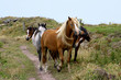 welsh ponies wild welsh ponies wild