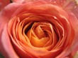 Rosenblüte