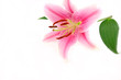 frumos exotice Lilly