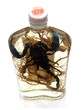ginseng, scorpion et alcool de riz