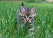 Katzenkinder Katzenkinder